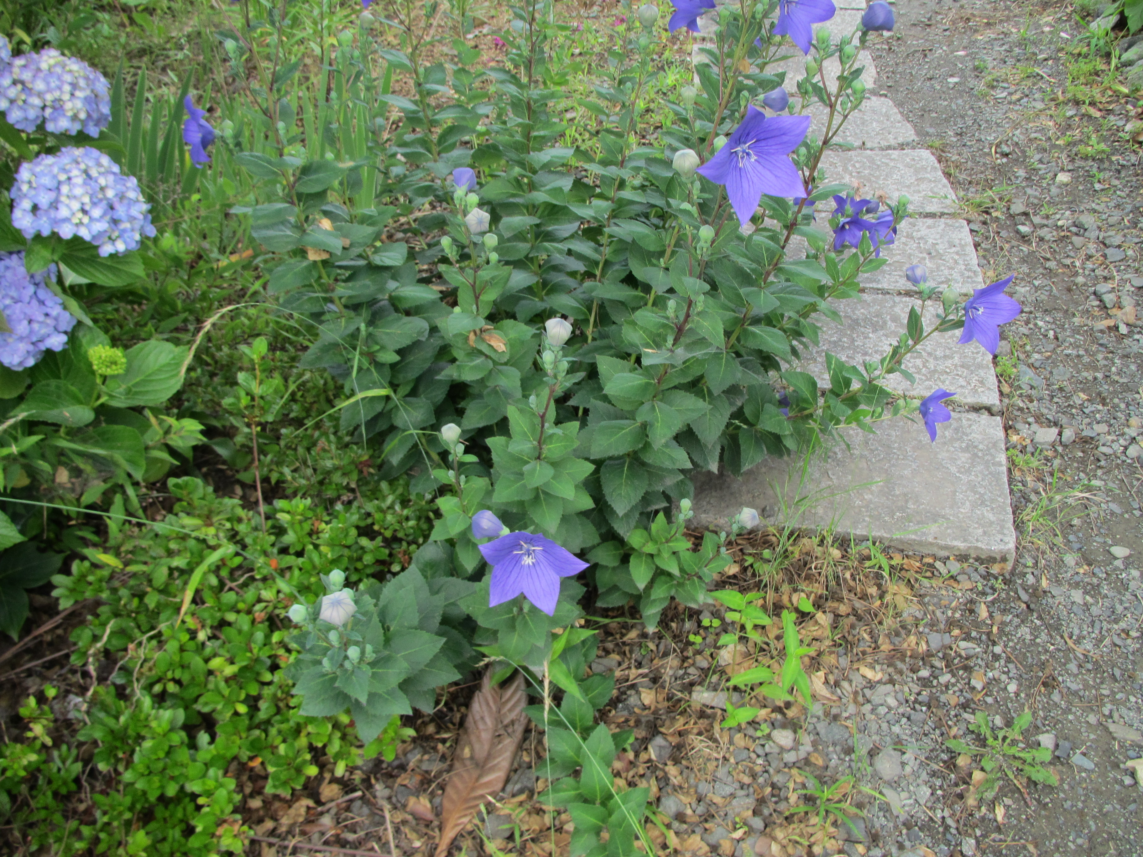 パソコン,リウマチ,SIRIUSききょう