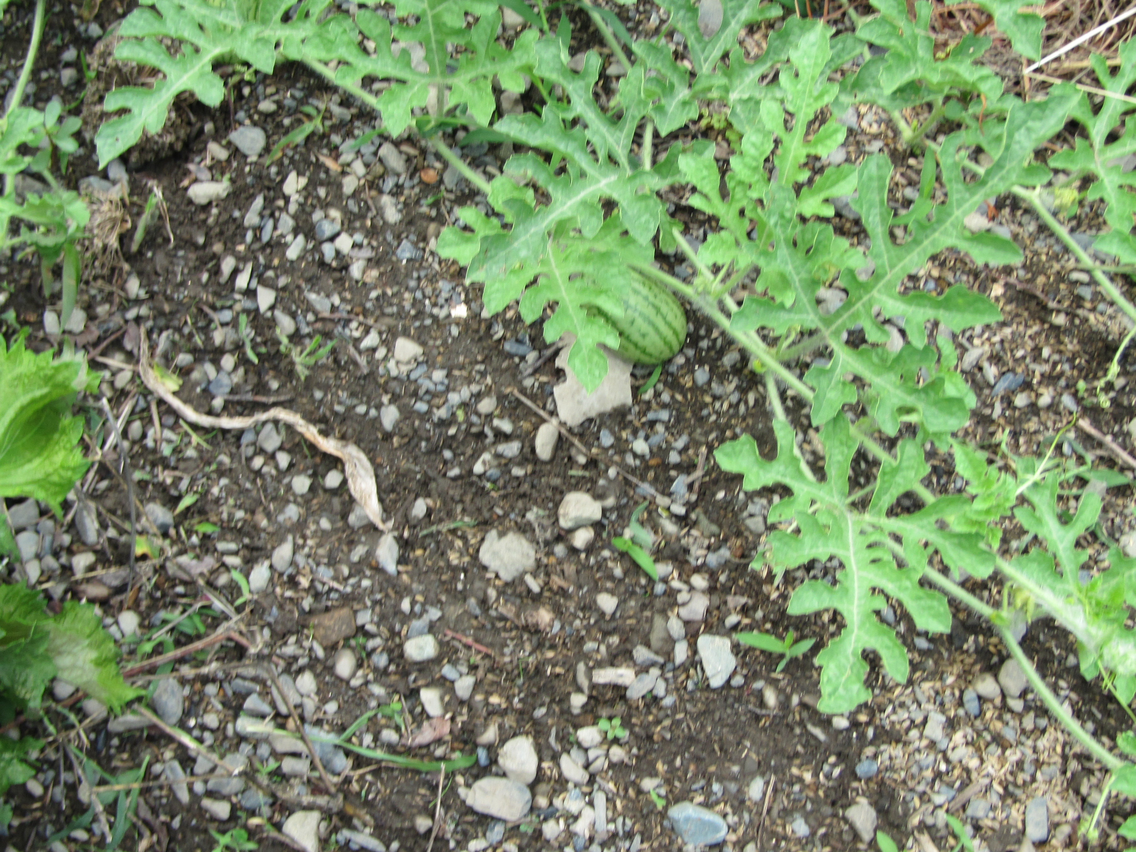 パソコン,リウマチ,SIRIUSスイカ