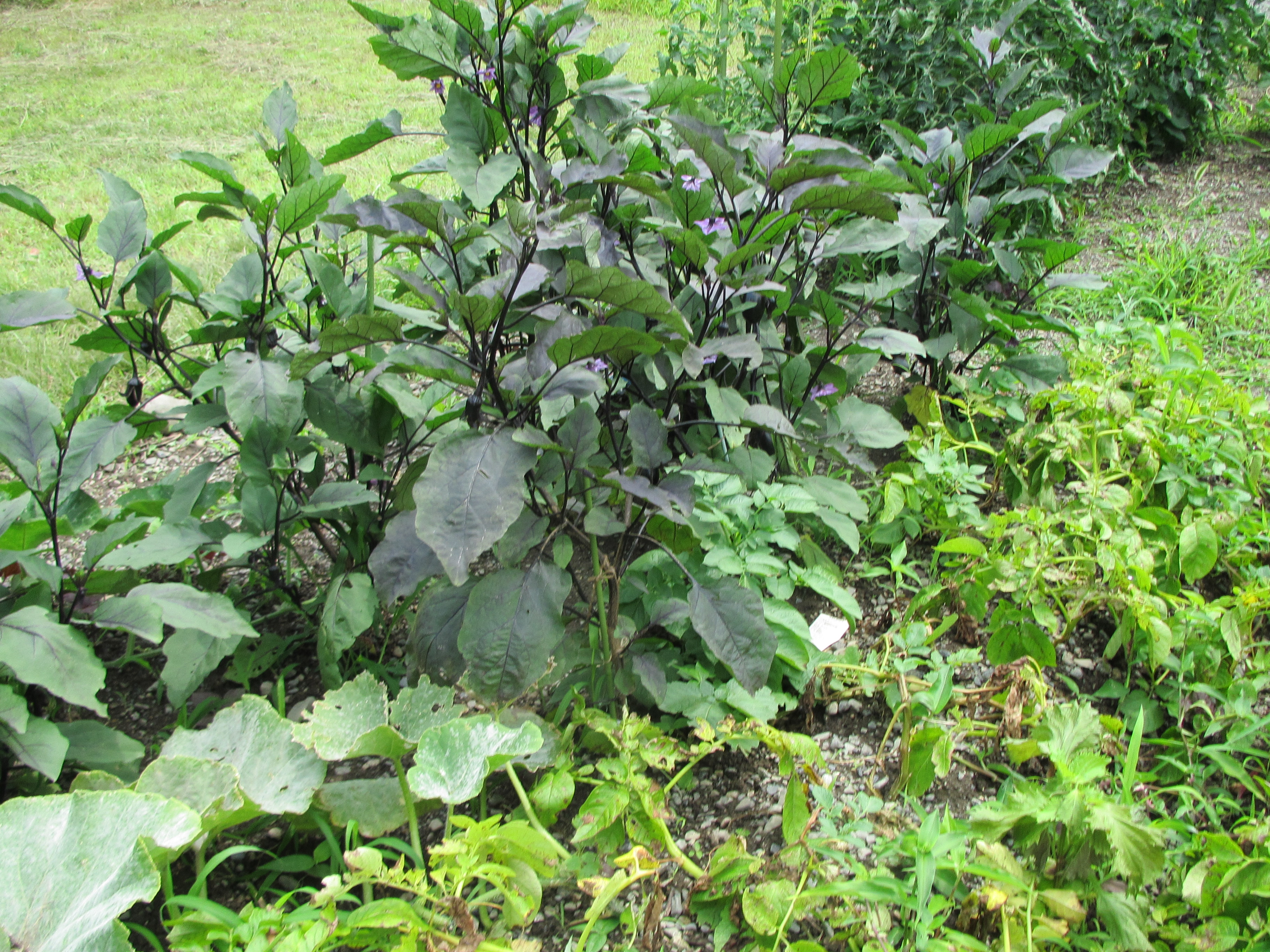 パソコン,リウマチ,SIRIUSなす