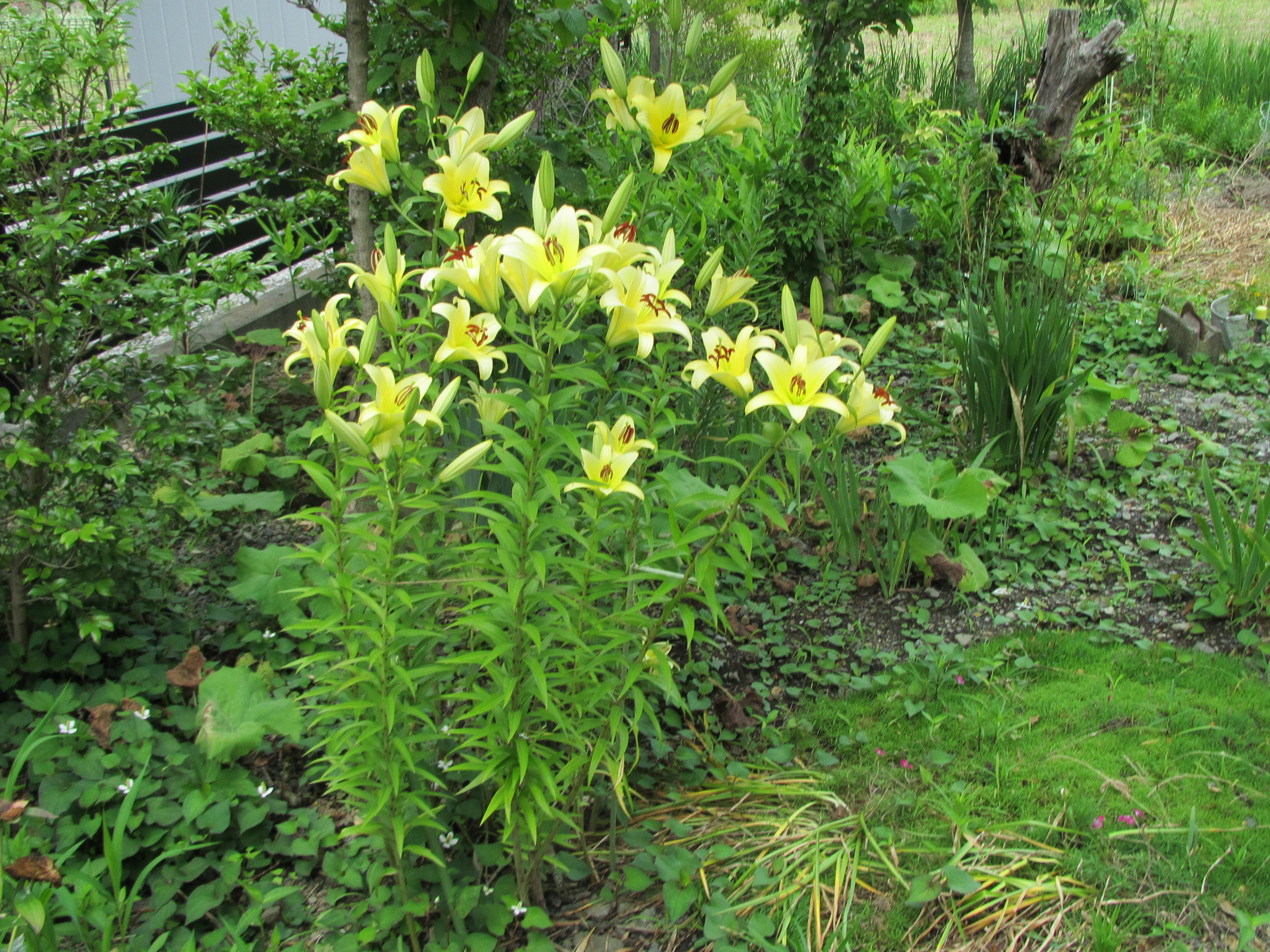 パソコン,リウマチ,SIRIUSユリ