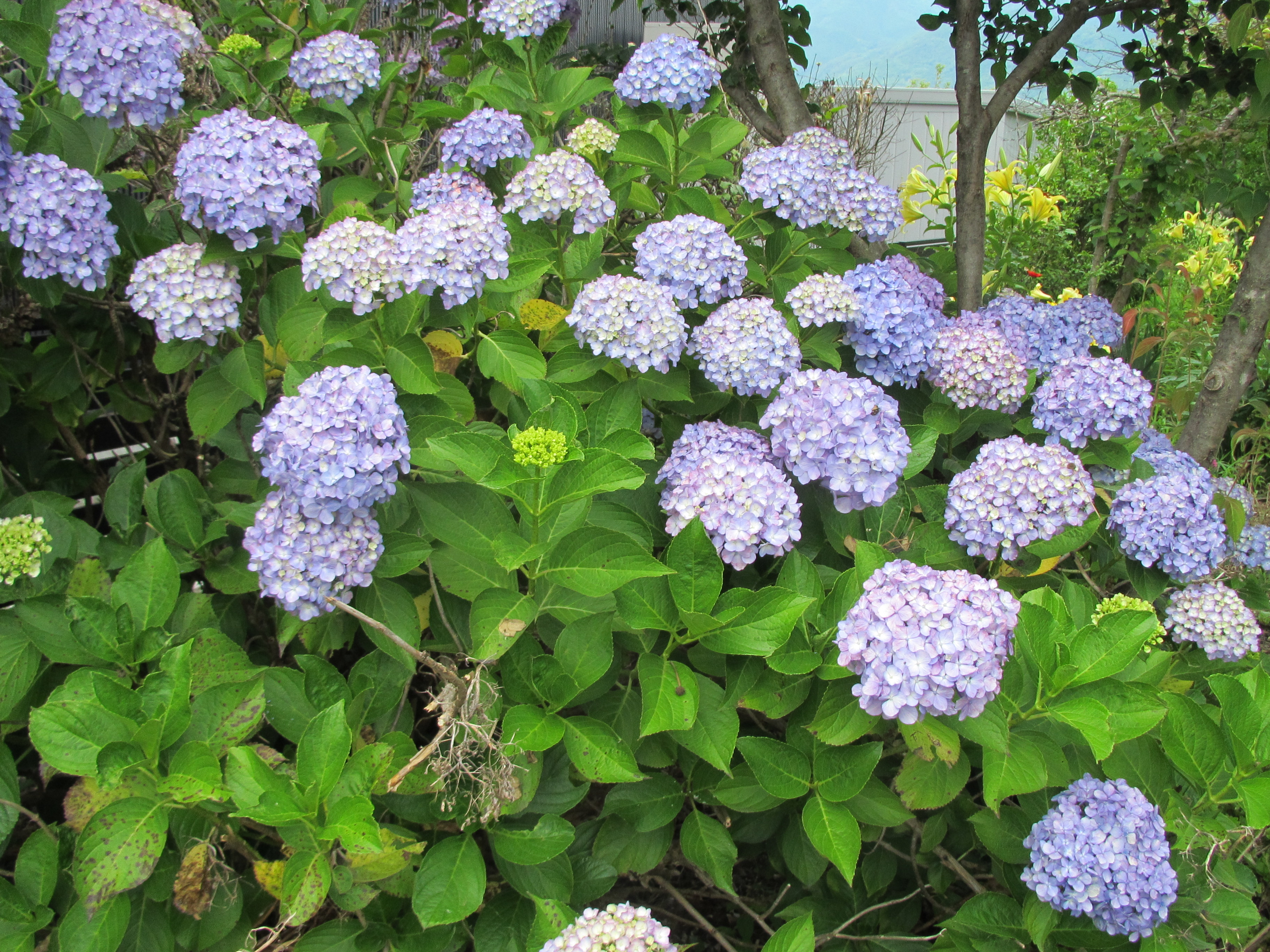 パソコン,リウマチ,SIRIUSあじさい