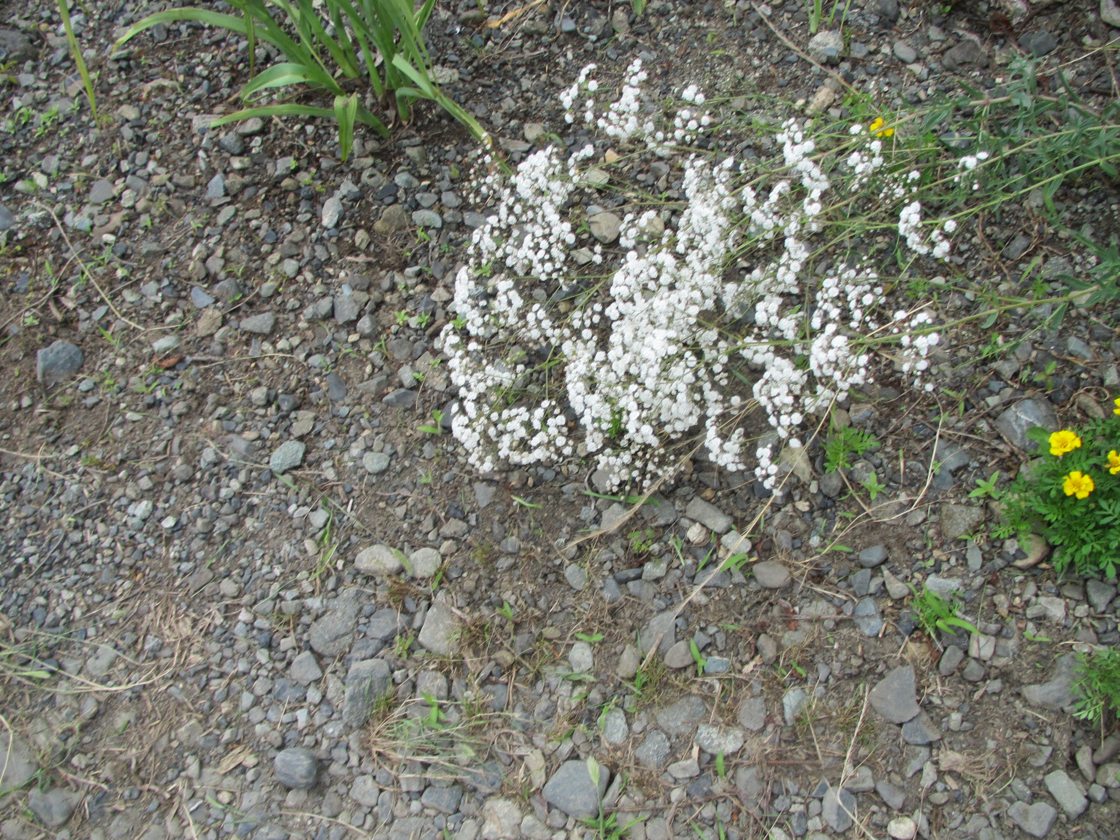 パソコン,リウマチ,SIRIUSカスミソウ