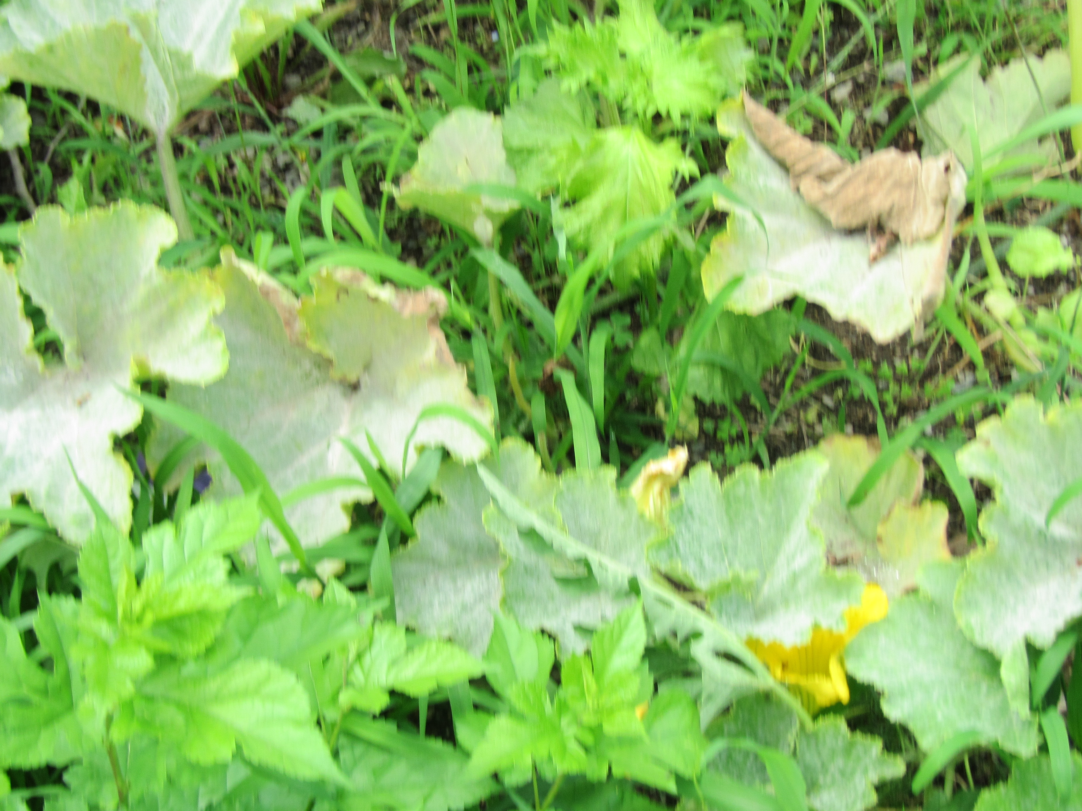 パソコン,リウマチ,SIRIUSカボチャ