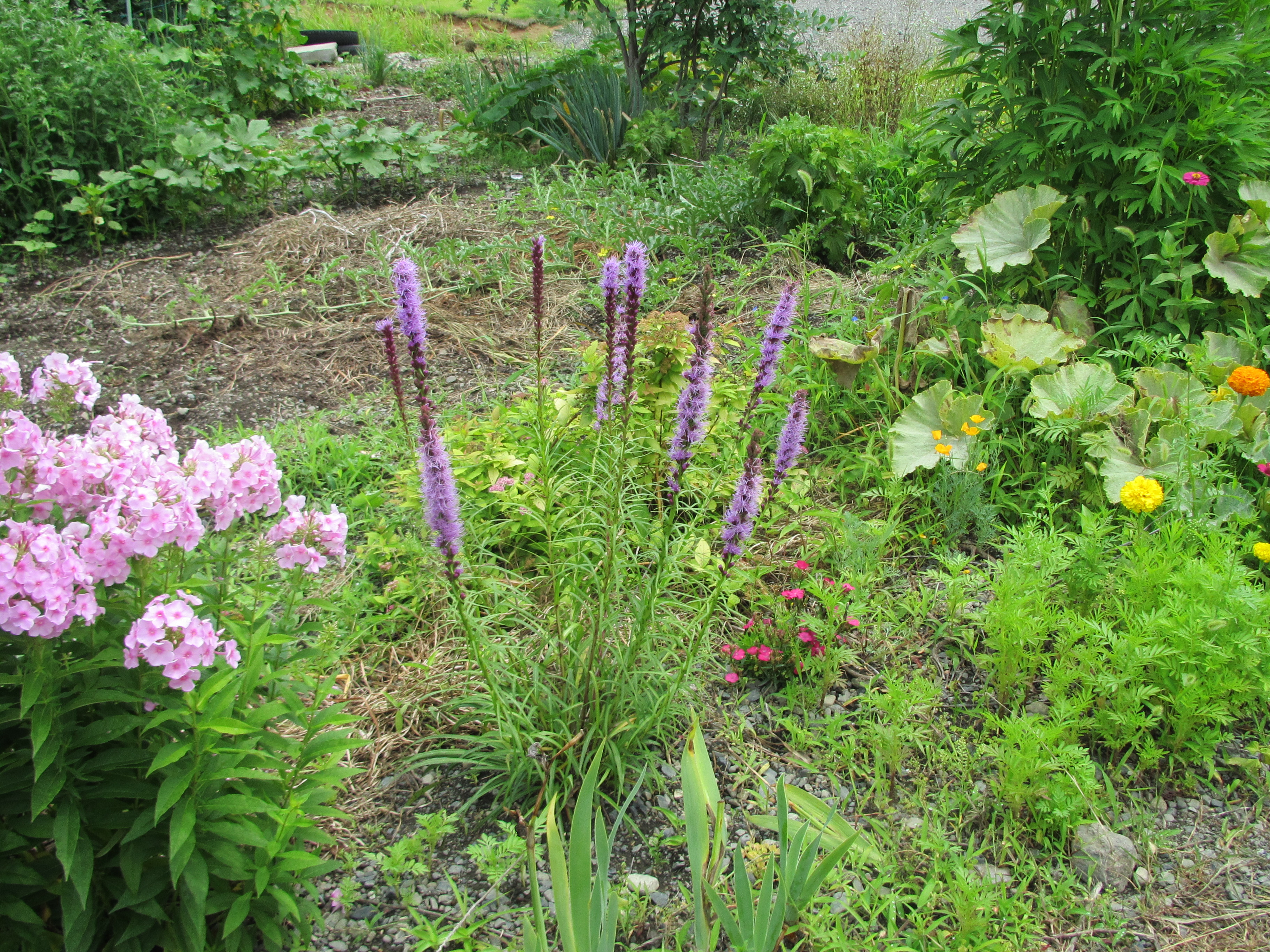 パソコン,リウマチ,SIRIUSジキタリス