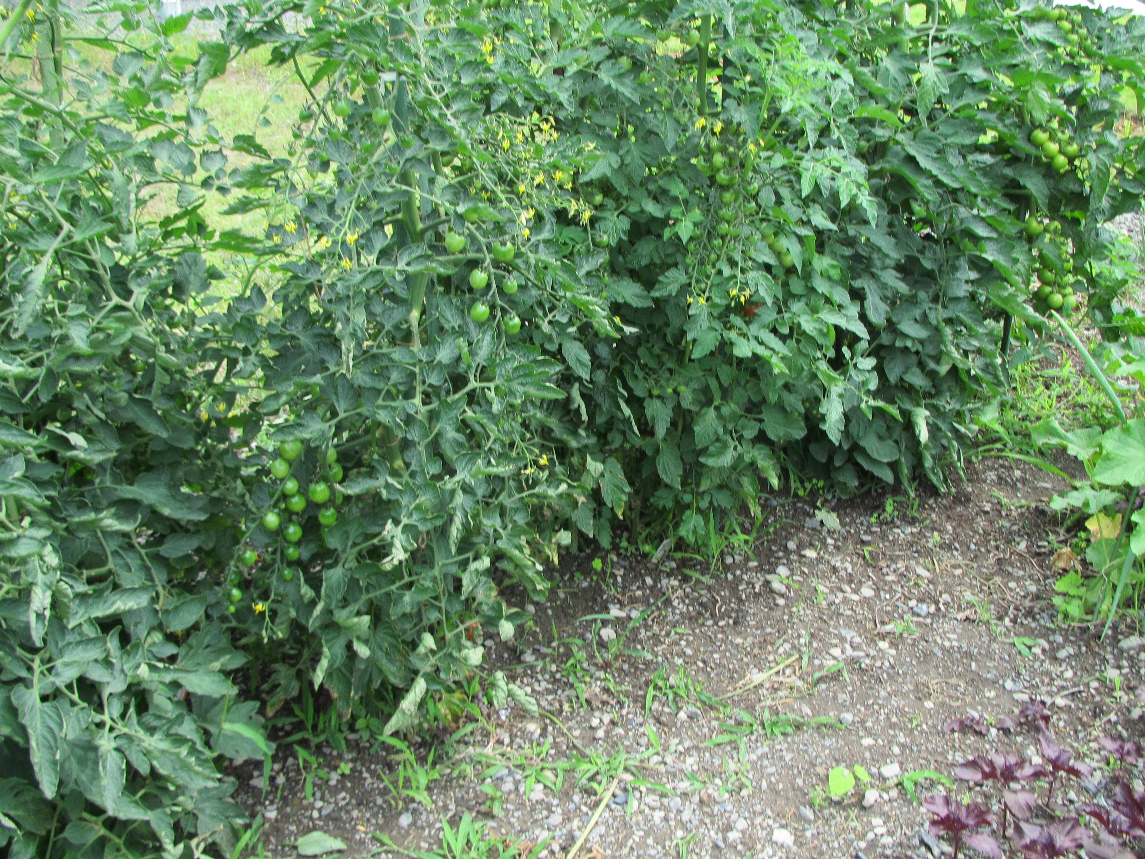 パソコン,リウマチ,SIRIUSトマト