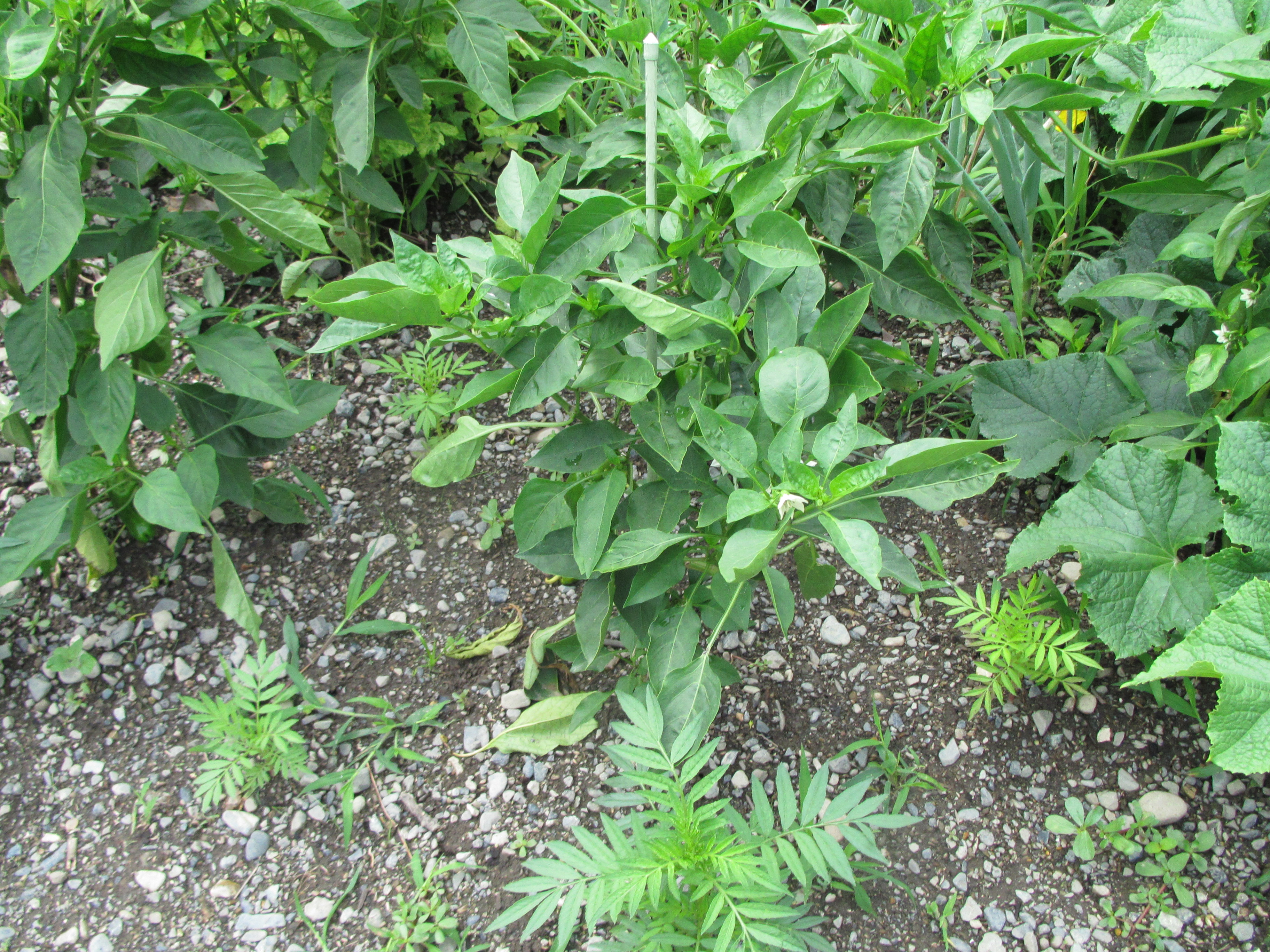 パソコン,リウマチ,SIRIUSピーマン