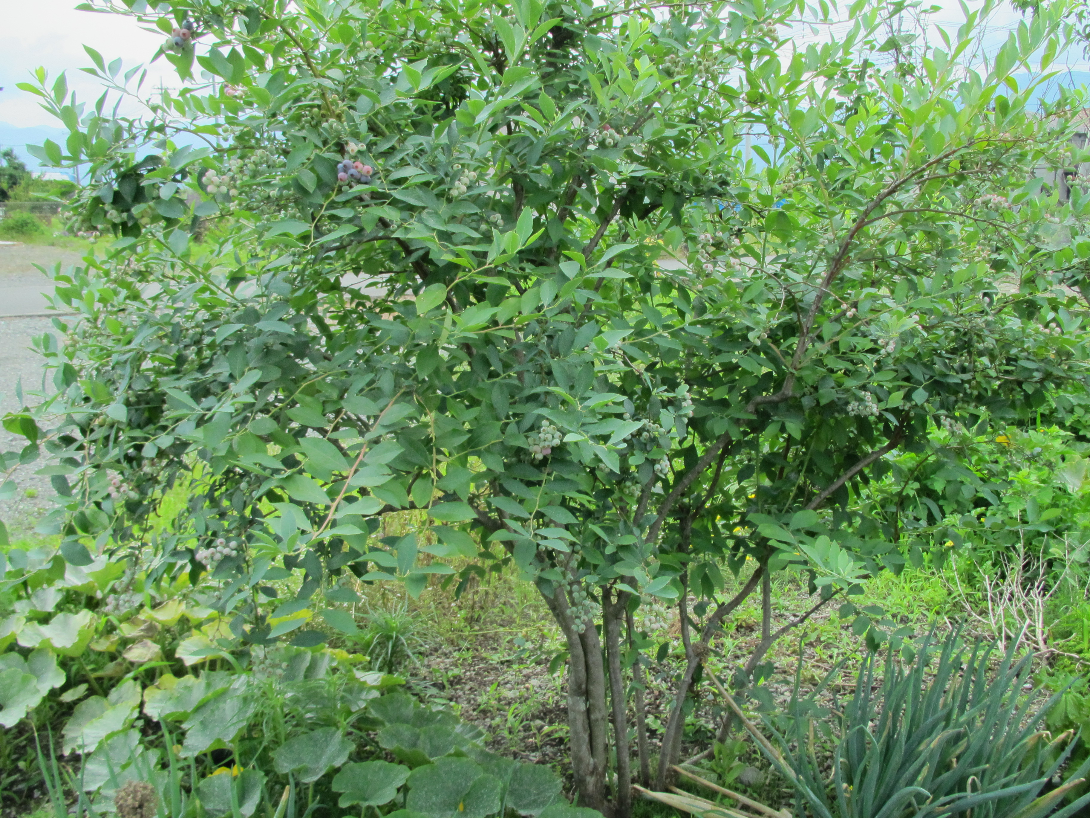 パソコン,リウマチ,SIRIUSブルーベリー