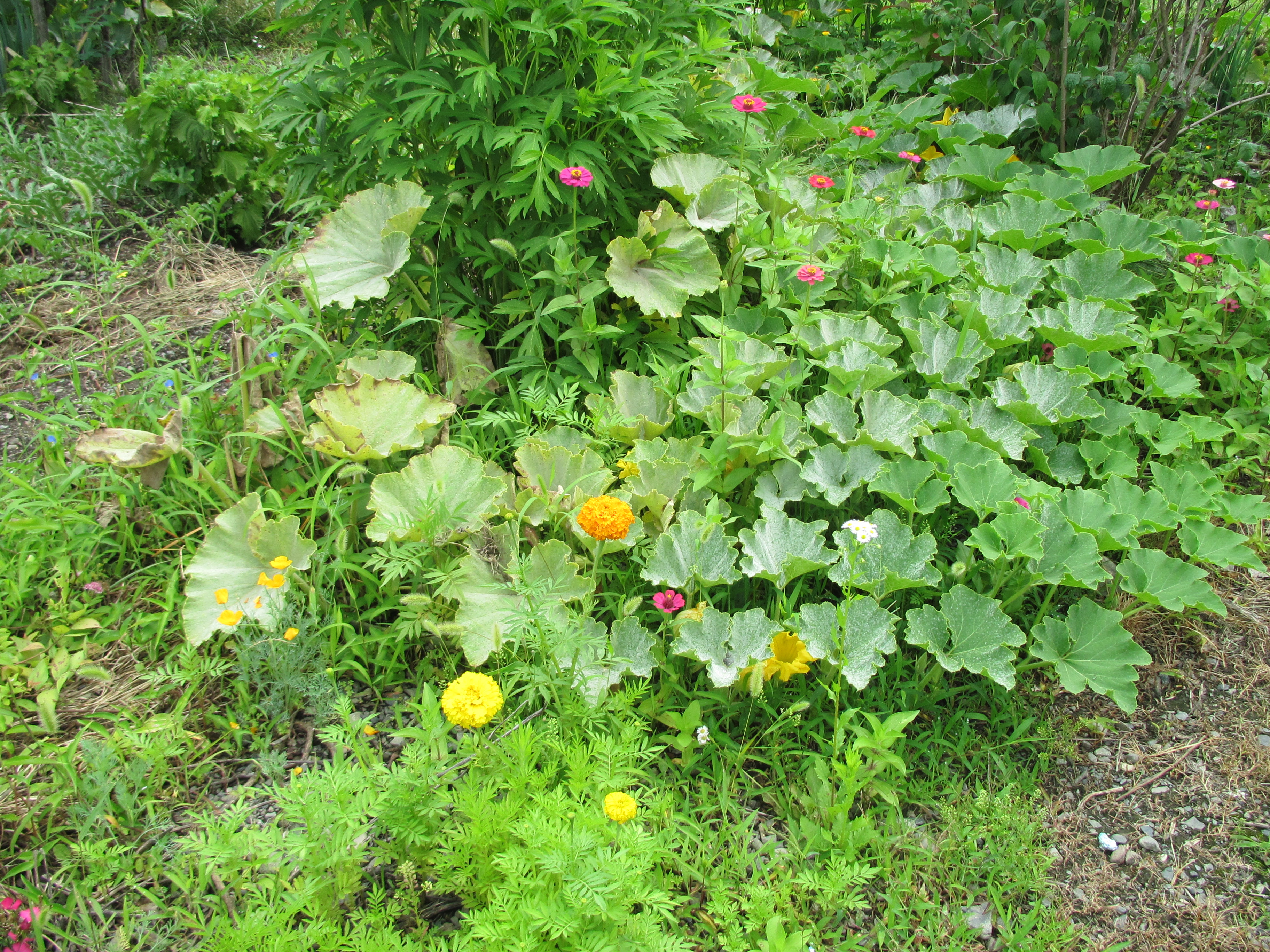 パソコン,リウマチ,SIRIUS百日草