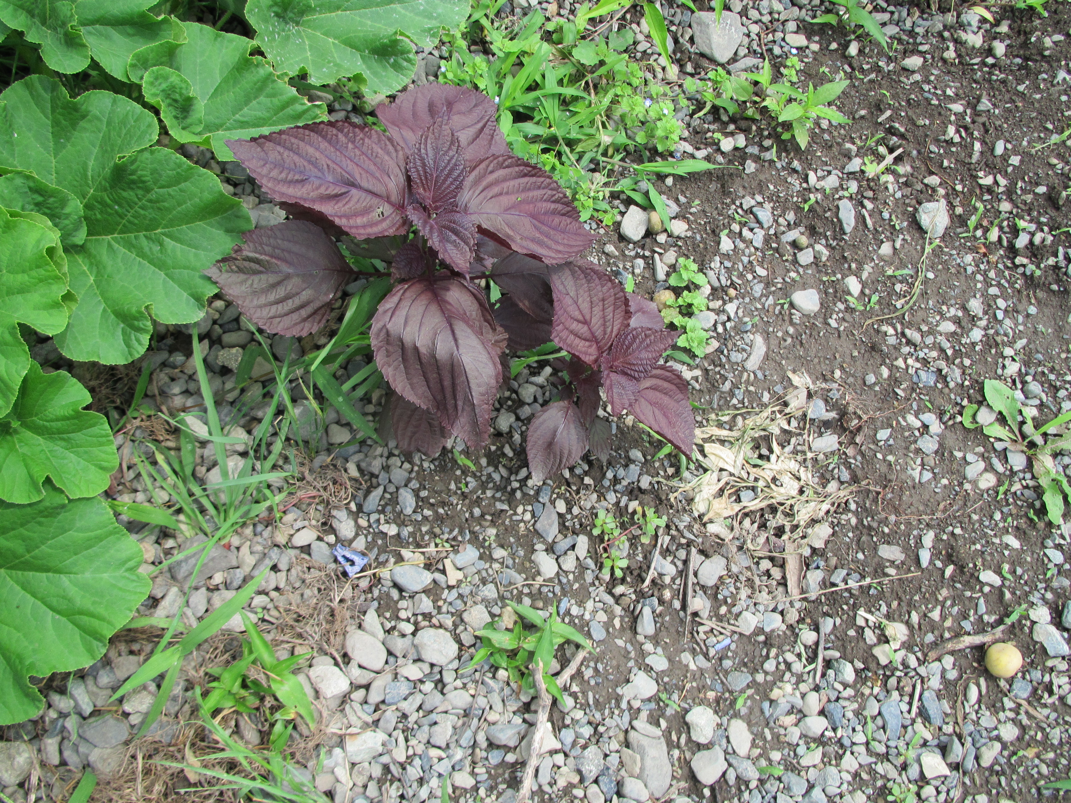 パソコン,リウマチ,SIRIUS赤ジソ