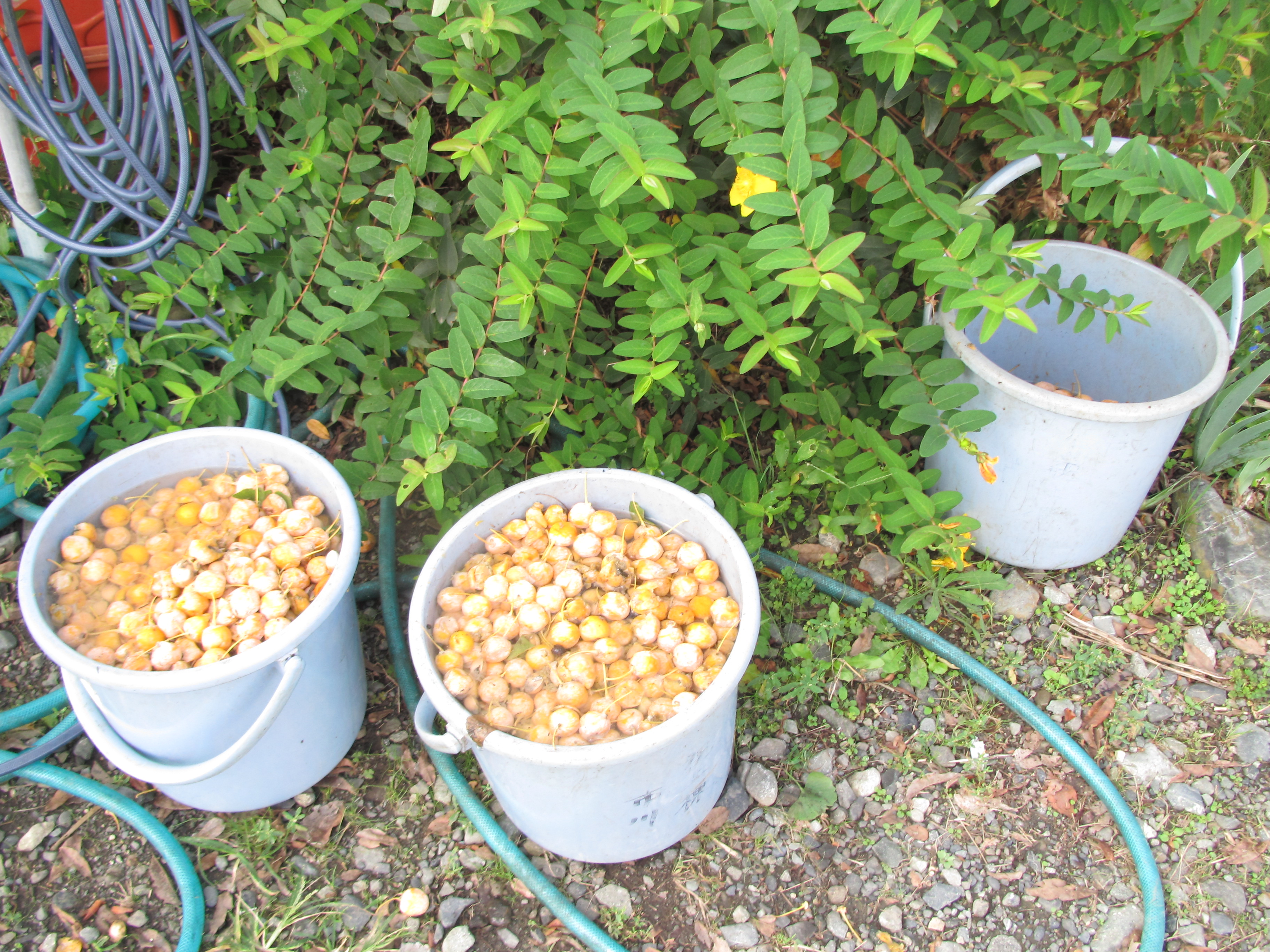 パソコン,リウマチ,SIRIUS銀杏