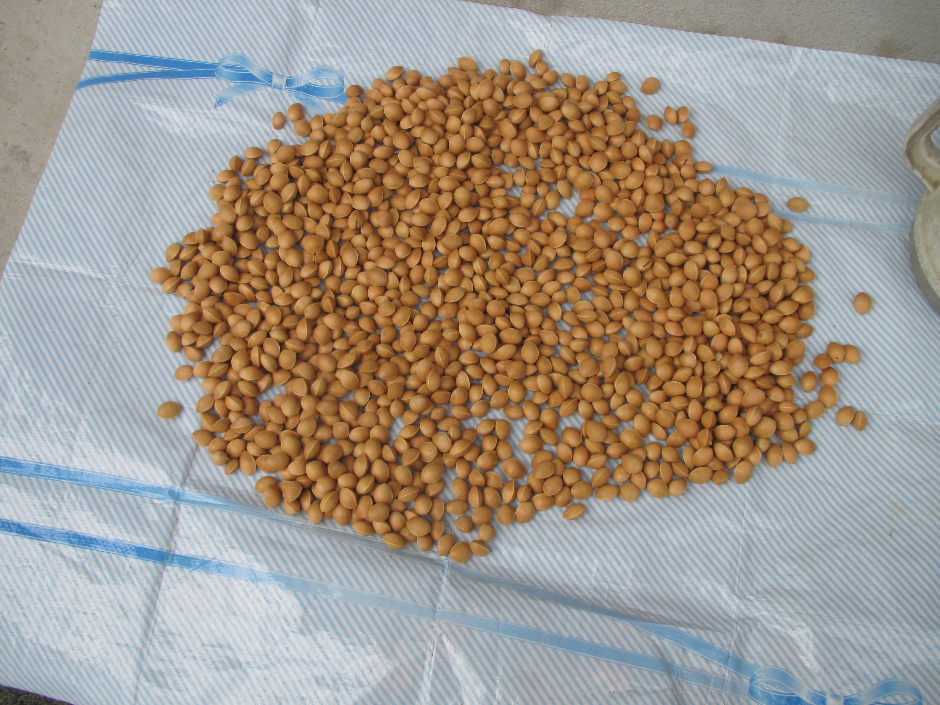 パソコン,リウマチ,SIRIUS銀杏乾し