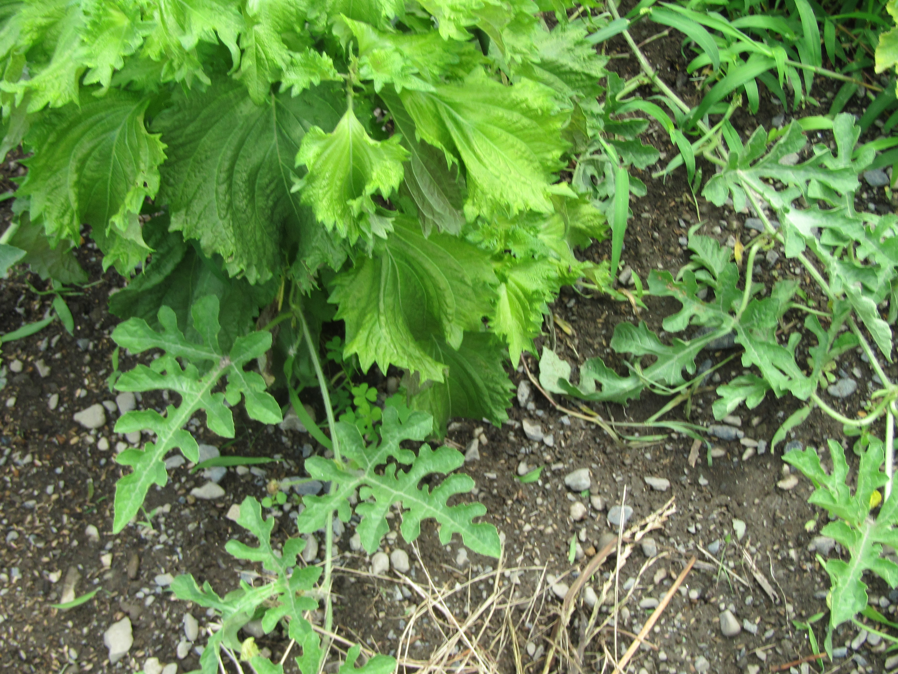 パソコン,リウマチ,SIRIUS青ジソ